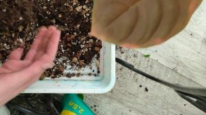 обзор коллекции алоказий, состав грунта и пересадка алоказии.