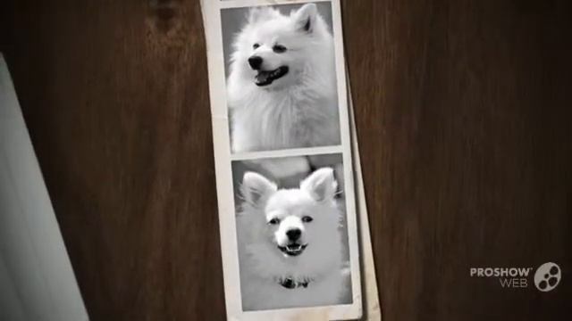 Volpino Italiano Dog breed смотреть онлайн