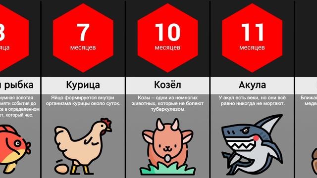 Сравнение: Объем Памяти Животных смотреть онлайн