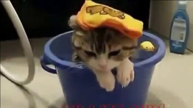 Люто смешные коты ??? смотреть онлайн