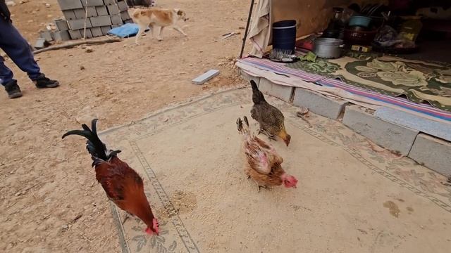 Nomads Of Iran.  Reconstruction Of The Destroyed House In Winter