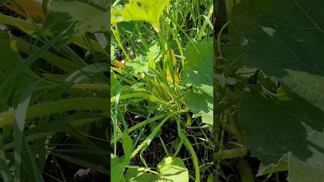 Всем доброеее,дачное утро👋#дачаудача #6соток #дача #утро смотреть онлайн