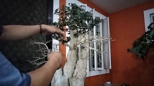 Refining My Streblus Asper Bonsai [w/ English Subtitles] смотреть онлайн