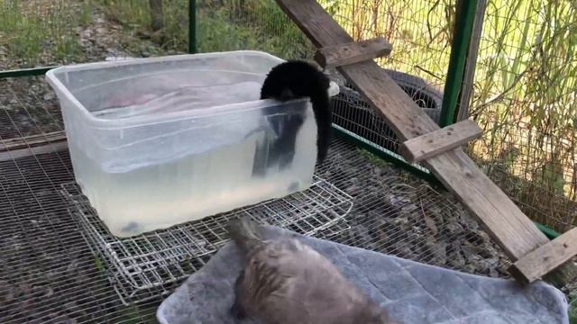 Водные игры у норок | American mink смотреть онлайн