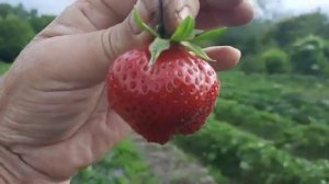 Клубника Мара де Буа. Вкуснятина