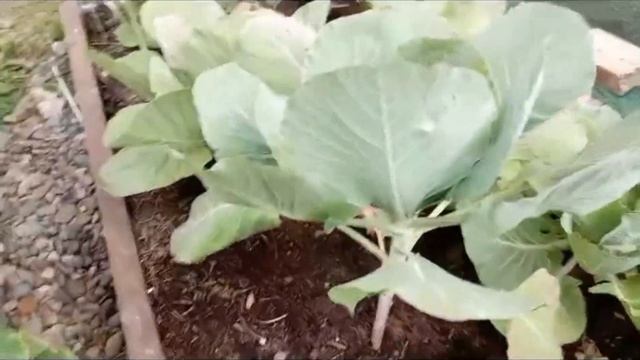 Борьба с капустными вредителями народными средствами смотреть онлайн