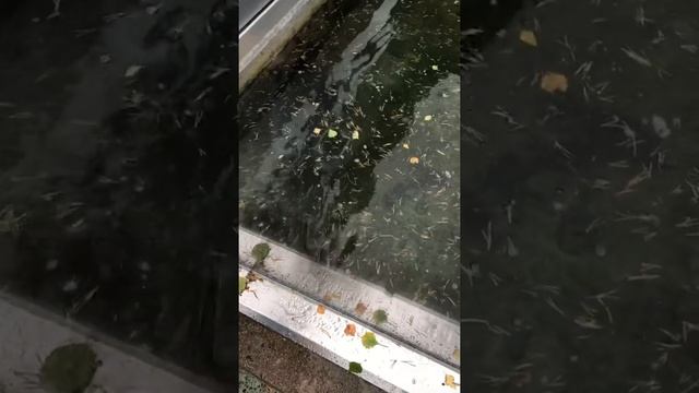 my experience at korkeasaari zoo смотреть онлайн
