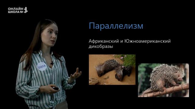 Видообразование. Макроэволюция. Закономерности эволюции. Урок 29. Биология 9 класс смотреть онлайн