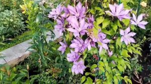 КЛЕМАТИСЫ 3 ГРУППЫ ОБРЕЗКИ! САМЫЕ НЕПРИХОТЛИВЫЕ И ЛЁГКИЕ В ВЫРАЩИВАНИИ!