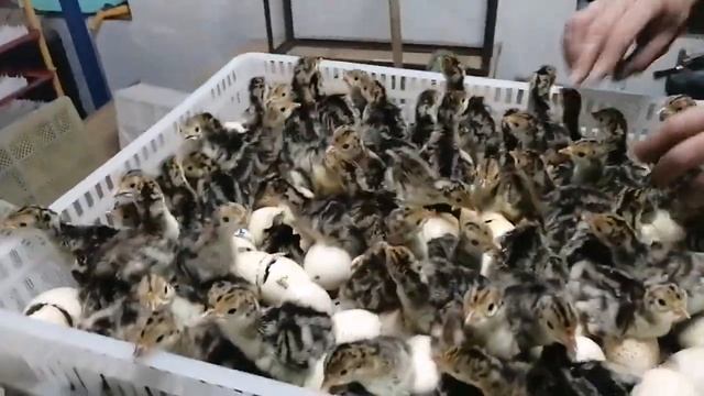 Вывод индюшат. Режимы инкубации индейки смотреть онлайн