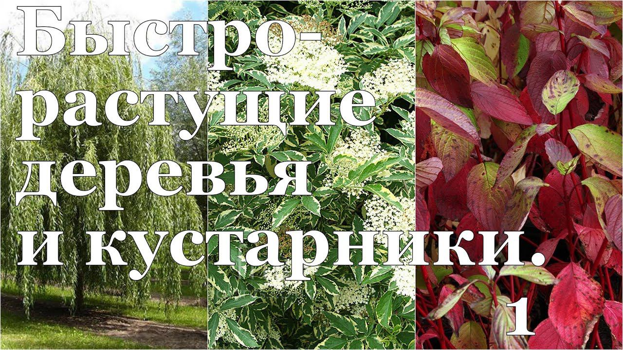 Как "вырастить ТЕНЬ" на даче? Быстрорастущие деревья и кустарники смотреть онлайн