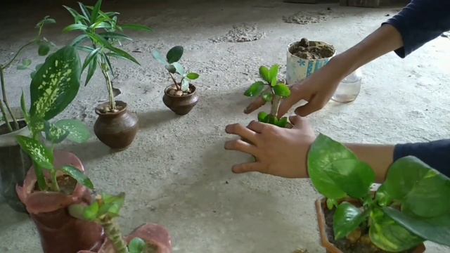 #3 | Unique planter Bryophyllum cutting | bryophyllum bonsai | bryophyllum mini bonsai | смотреть онлайн