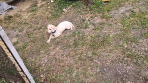 Как научить собаку не выходить за определенные границы. Курс ГОРОДСКАЯ СОБАКА.