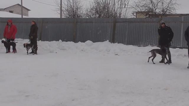 13 Воскресенская выставка охот. собак. 24.02.2022  Ринг Курцхааров.