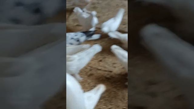 Калужский белый турман! смотреть онлайн