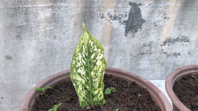 Tips for breeding the plant Dieffenbachia Picta with leaves смотреть онлайн