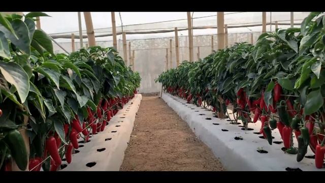 Садим сладкий перец по испанской системе смотреть онлайн