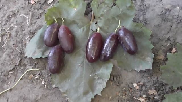 Виноград Велика на двух корнях смотреть онлайн