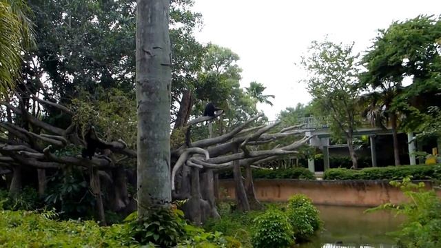 Гиббоны в зоопарке Майами. Gibbons in Zoo Miami смотреть онлайн