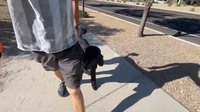2.5yo Poodle Sophie ~ Best Standard Poodle Trainers ~ Off Leash K9 Training Phoenix смотреть онлайн