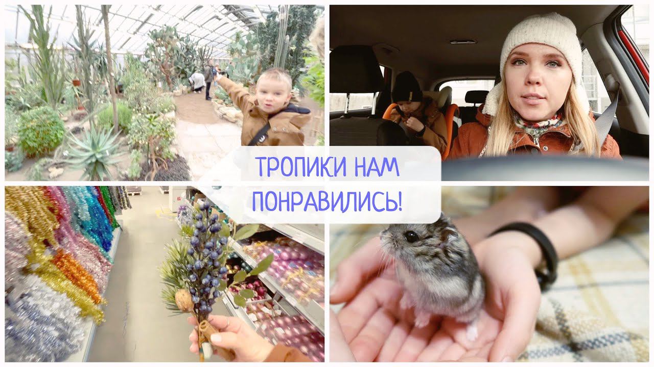 Тропические джунгли в Питере / первые покупки к Новому году смотреть онлайн