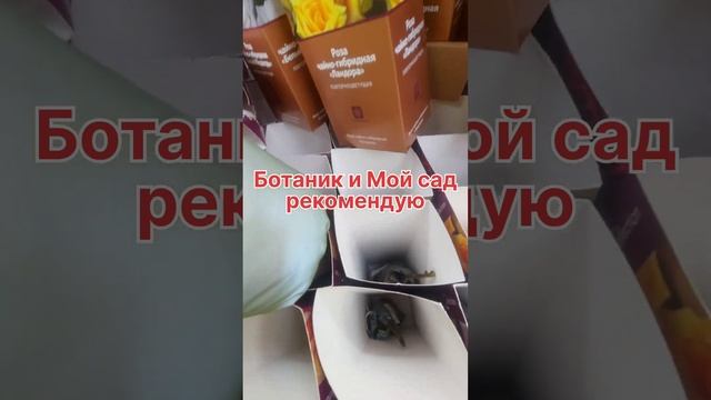 Обзор роз в коробках Оби Белая Дача на 17 февраля 2023г смотреть онлайн