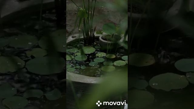 1 Минута с музыкой ШОПЕНА ? Классическая музыка ? #shorts смотреть онлайн