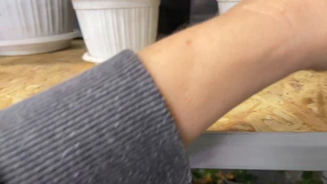 Обзор теплицы на 20.12.2023. смотреть онлайн