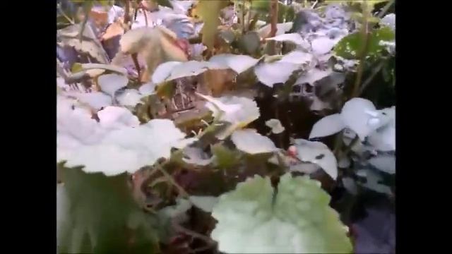Фиолетовый картофель в мешках смотреть онлайн