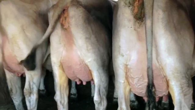 Ponte Vecchio - Brown Swiss Farm in Italy смотреть онлайн