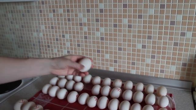 Часть 1. Закладка яиц мускусных уток и голубой фаворит. смотреть онлайн