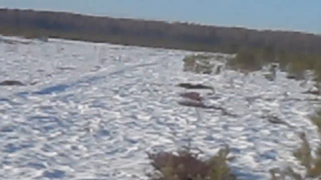 Охота на глухарей и касачей!