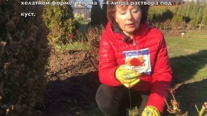 Эффективное кормление РОЗ для ПЫШНОГО ЦВЕТЕНИЯ / Елена Иващенко