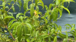 Наш первый виноград на юге🍇 Что за сорт яблок☺️