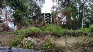 Кындыг. Эвкалиптовая роща👍. Прогулка по берегу. 19.10.2023🌱🌱#абхазия2023 .8ч.