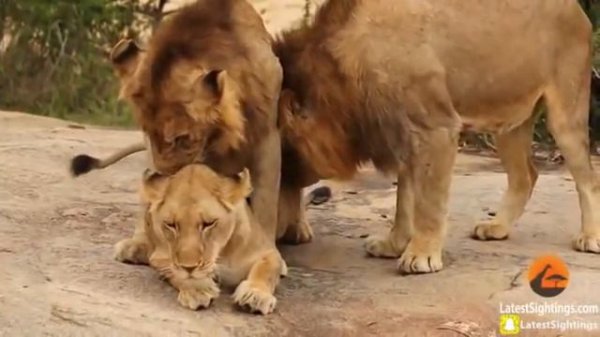 Wik Wik Wik..!! 1 SINGA BETINA Layani 3 PEJANTAN. 😦