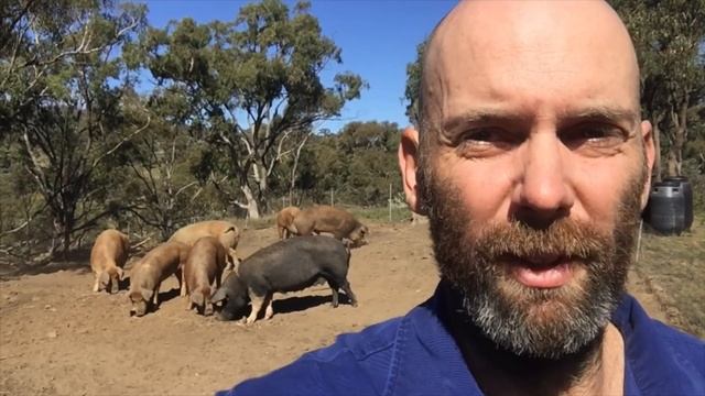 Living and farming off-grid and using Pigs to turn weeds into pasture смотреть онлайн