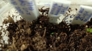 Первая подкормка петунии после всходов в феврале