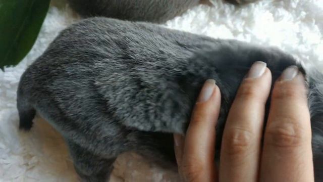 Чихуашки редкого голубого окраса. Щеночки чихуахуа. Питомник собак в Москве. смотреть онлайн