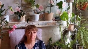 Отвечаю на вопрос.Как размножать жимолость каприфоль? Травянистый гибискус, Монстера Альба и другие