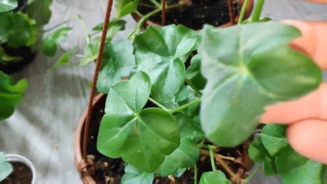 Уход за ПЛЮЩЕЛИСТНОЙ пеларгонией Зимой ❄❄❄❄ смотреть онлайн