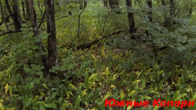 Ушли искать золота, а нашли грибы смотреть онлайн