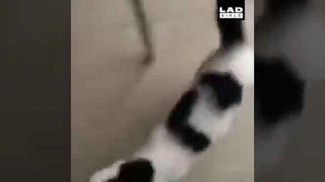 Вот, почему кошкам нужно 9 жизней))) смотреть онлайн