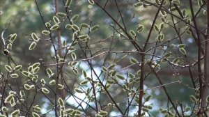 Молодая энергичная печень   Сытин Г.Н.  (без муз.)