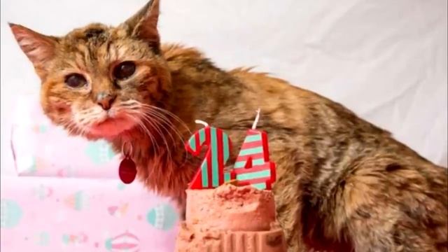 На 101-летие бабушка попросила принести ей старого кота. То, что она сделала поражает! смотреть онлайн