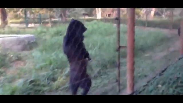 Медведь гуляет на двух лапах вдоль забора. смотреть онлайн