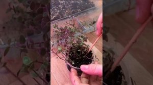 Каллизия розовая. Посадка каллизии. Моя медитация