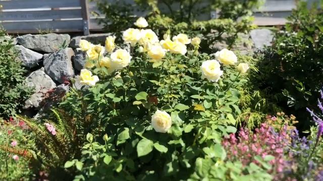 Elina Hybrid Tea Rose смотреть онлайн