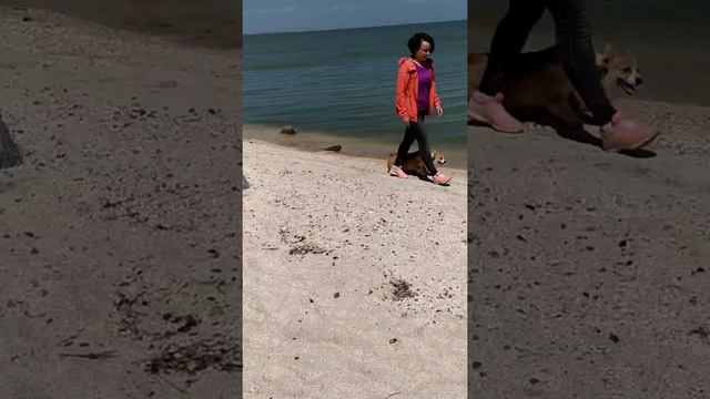 кобели Вельш Корги Пемброк. 4 месяца. Вопросы +79180691631 WhatsApp смотреть онлайн