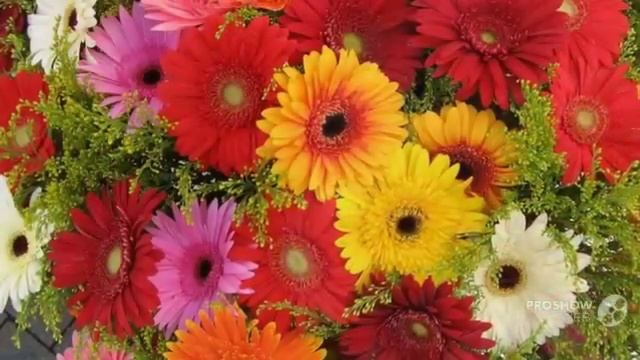 Gerbera Гербера смотреть онлайн